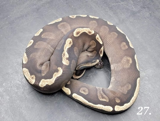 Spotnose Mojave Ghi Het Dg 50% Het Hypo Ball Python by Custom Scales