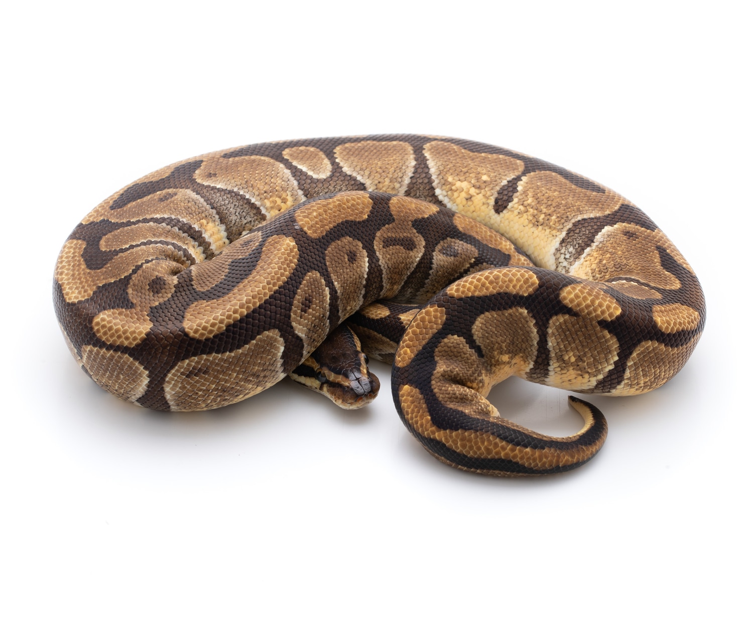 Enchi Het Clown Ball Python by Custom Scales - MorphMarket