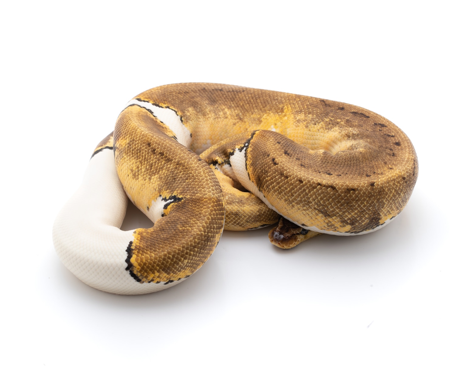 Lemon Blast Pied Ball Python by Custom Scales - MorphMarket