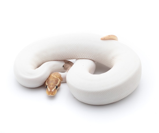 Pastel Banana Pied Possible Frost Ball Python by Custom Scales