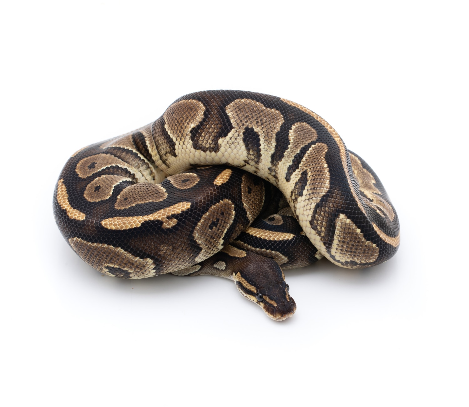 Bongo Het Pied Ball Python by Custom Scales MorphMarket