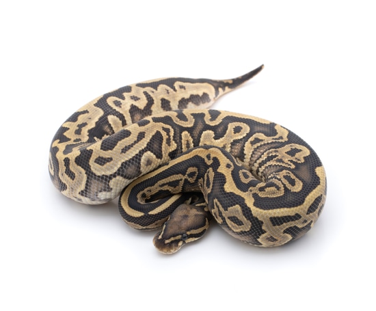 Huffen Ball Python Leopard Ghost Het Pied Possible Huffman Ball Python by Custom Scales