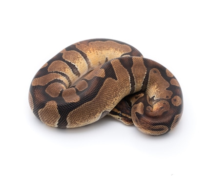 1.1 PAIR Het Sunset Het Albino Het Clown And Enchi Het Sunset Het Albino Het Clown Ball Python