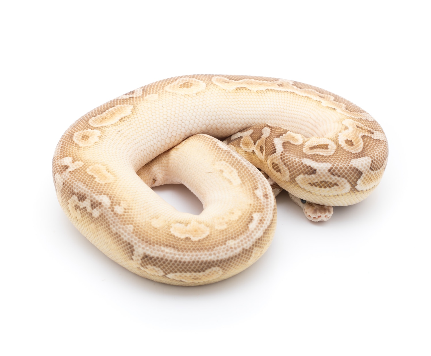 Super Pastel Leser Spotnose Het Clown Het Candy Ball Python by Custom ...