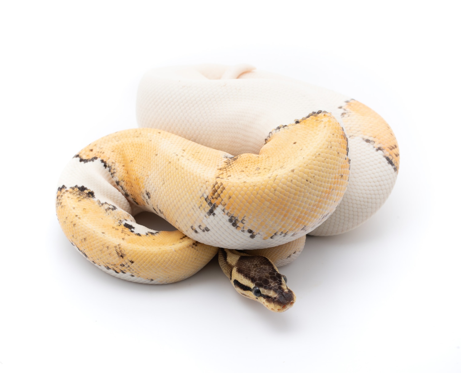Super Pastel Orange Dream Pied Ball Python by Custom Scales - MorphMarket