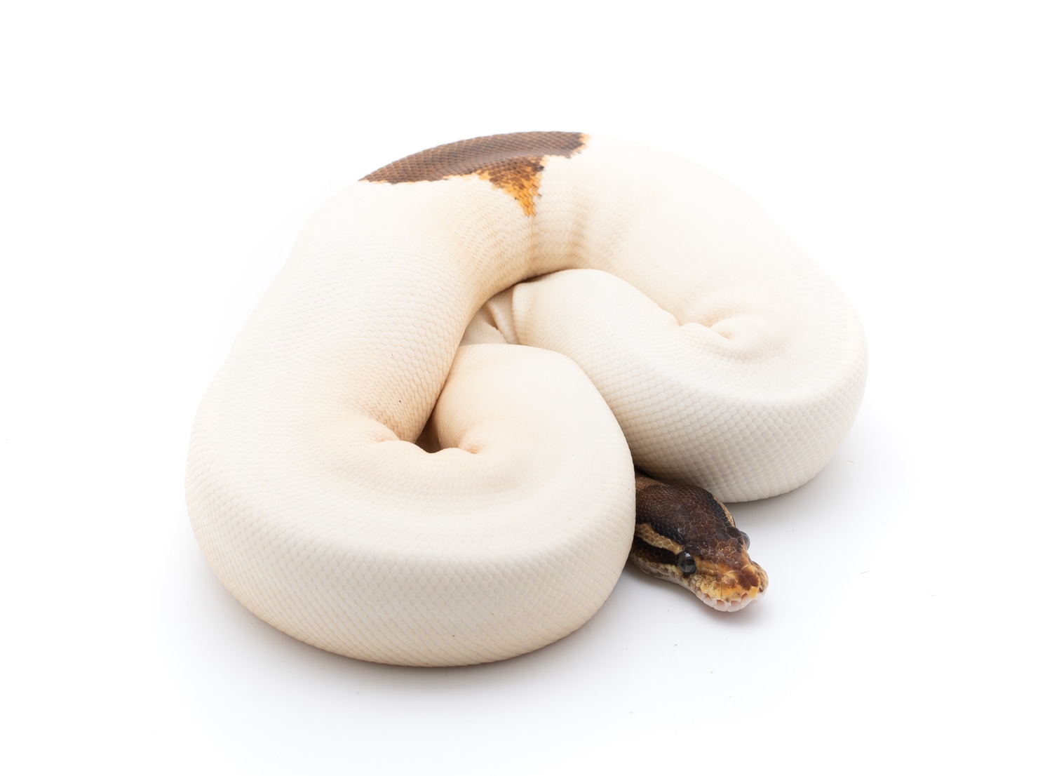 Black Pastel Enchi Pied Ball Python by Custom Scales MorphMarket