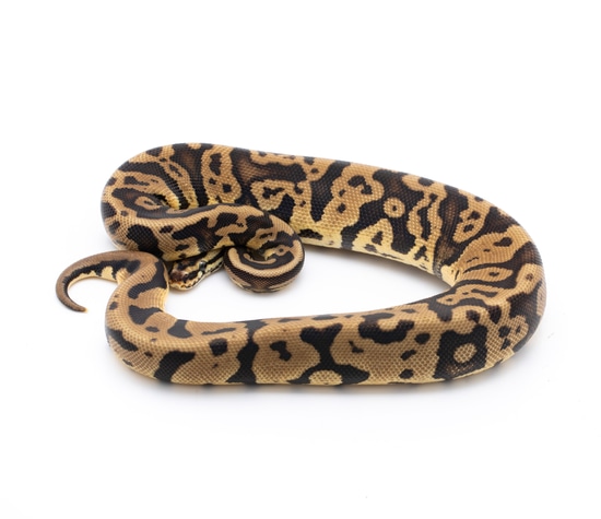 Pastel Acid Het Pied Ball Python by Custom Scales