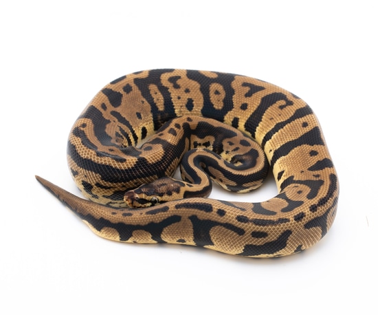 Pastel Acid Het Pied Ball Python by Custom Scales