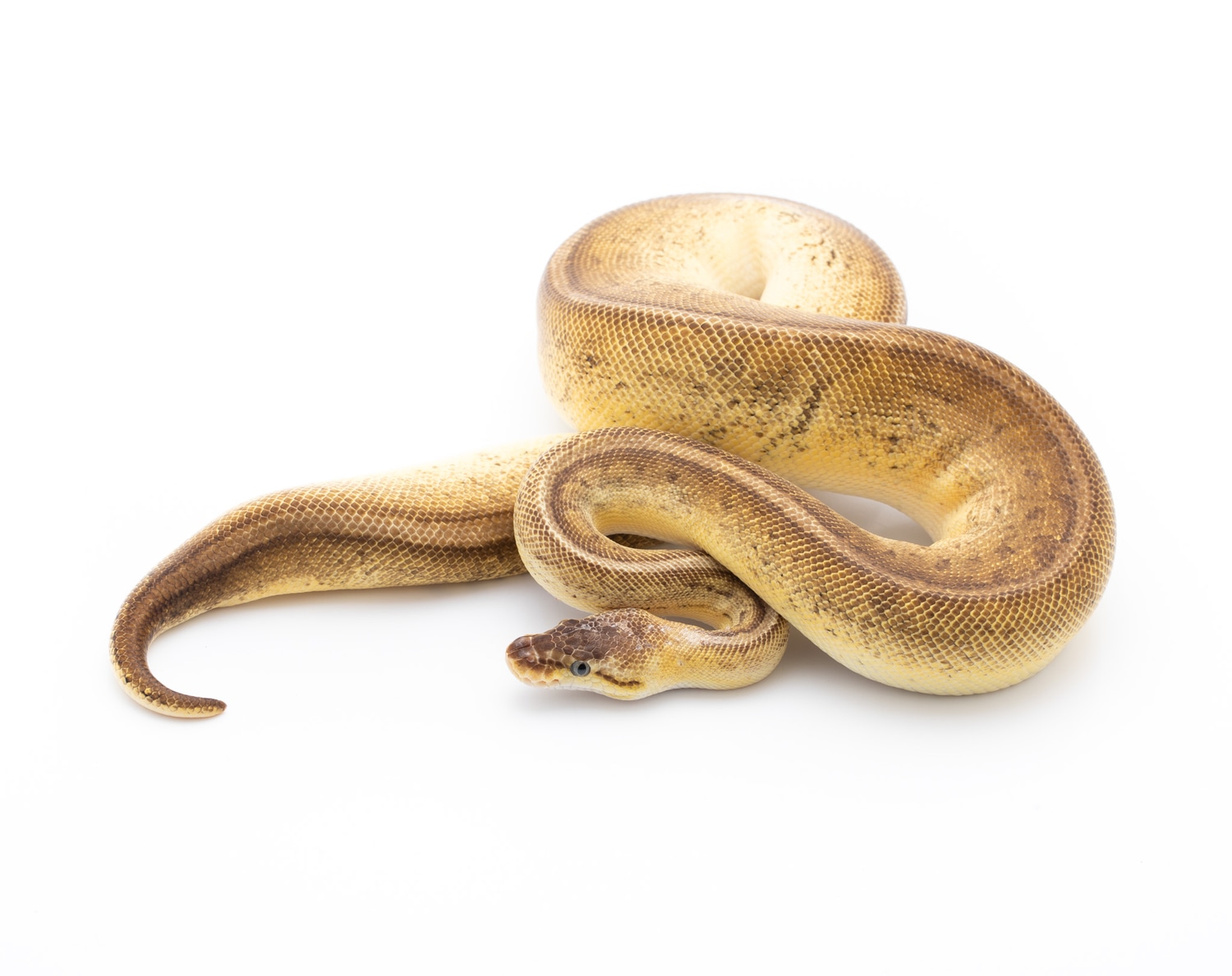 Bongo Lemon Blast Ball Python by Custom Scales - MorphMarket