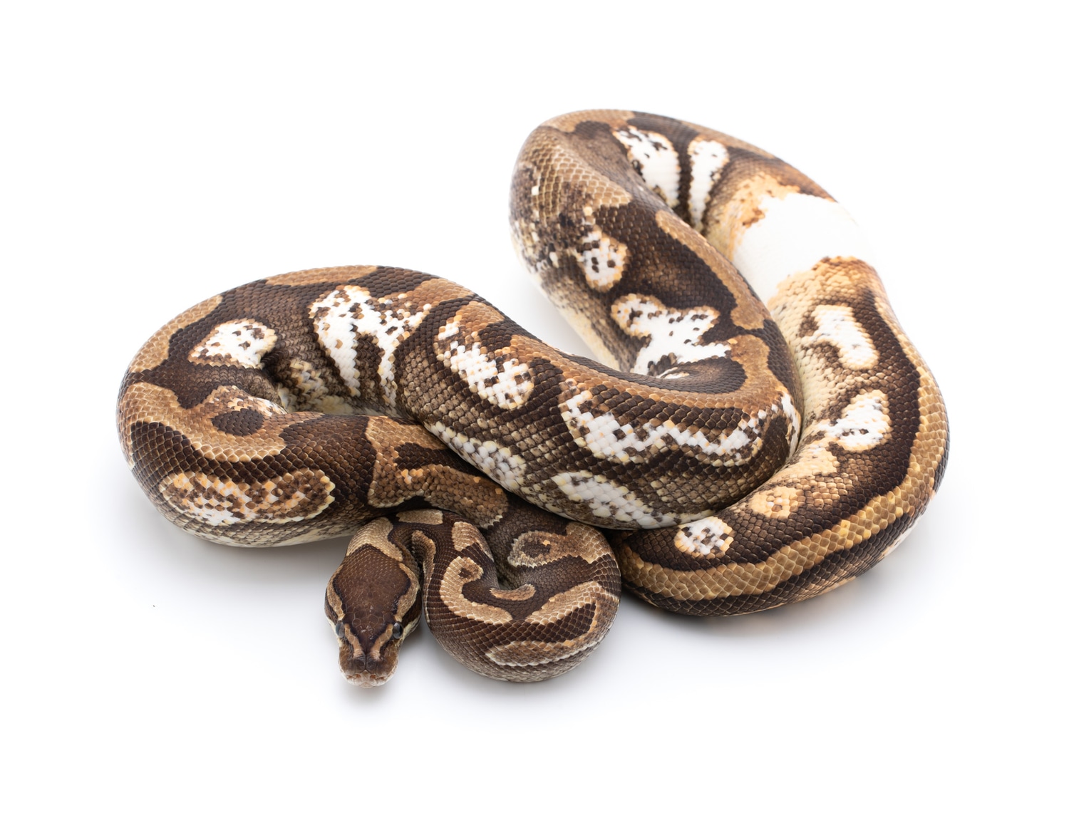 Campfire Ball Python by Custom Scales - MorphMarket