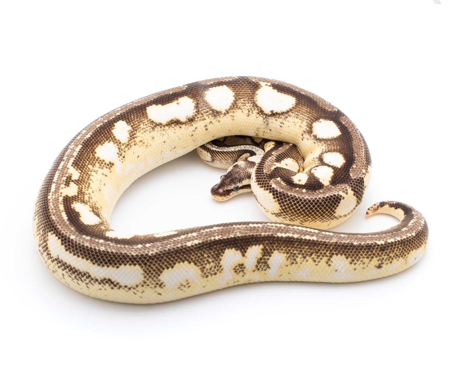 Pastel Campfire Ball Python by Custom Scales - MorphMarket