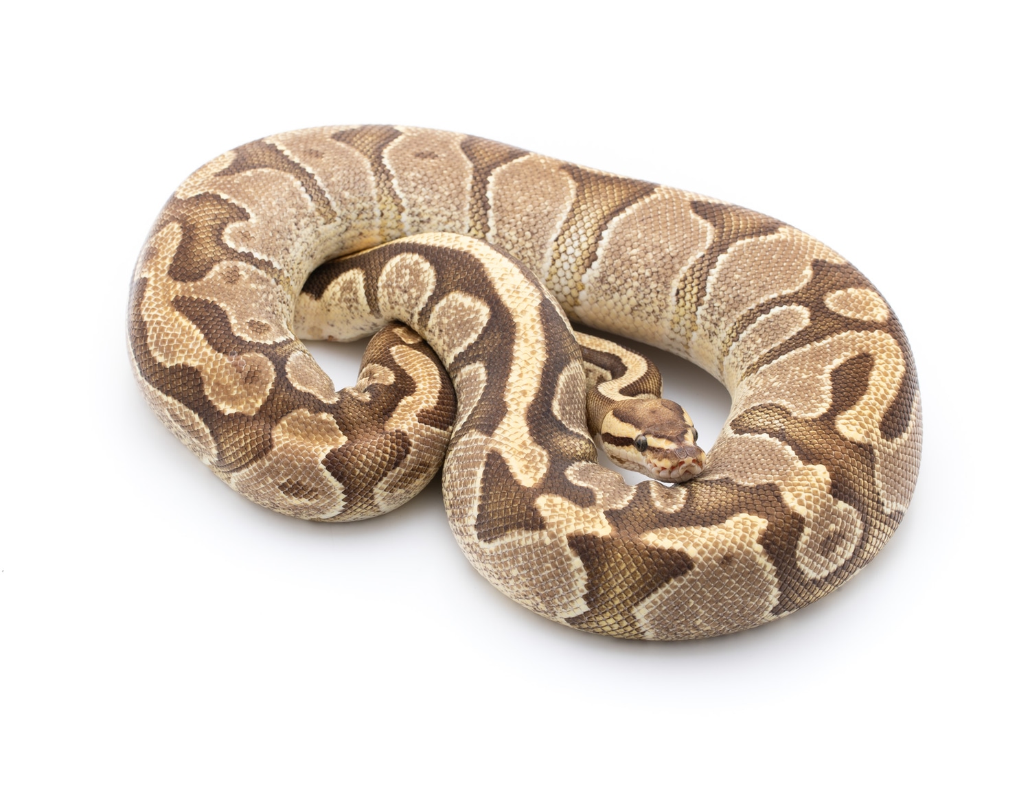 Fire Enchi Ball Python by Custom Scales - MorphMarket