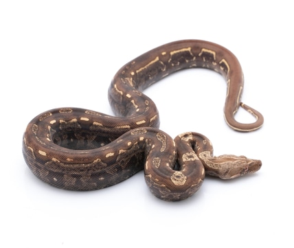 Redrum Jungle Aztec IMG VPI Boa Constrictor