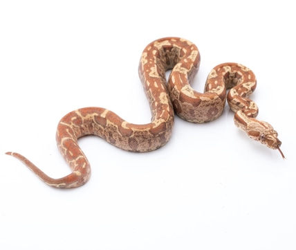 Hytec IMG VPI Boa Constrictor