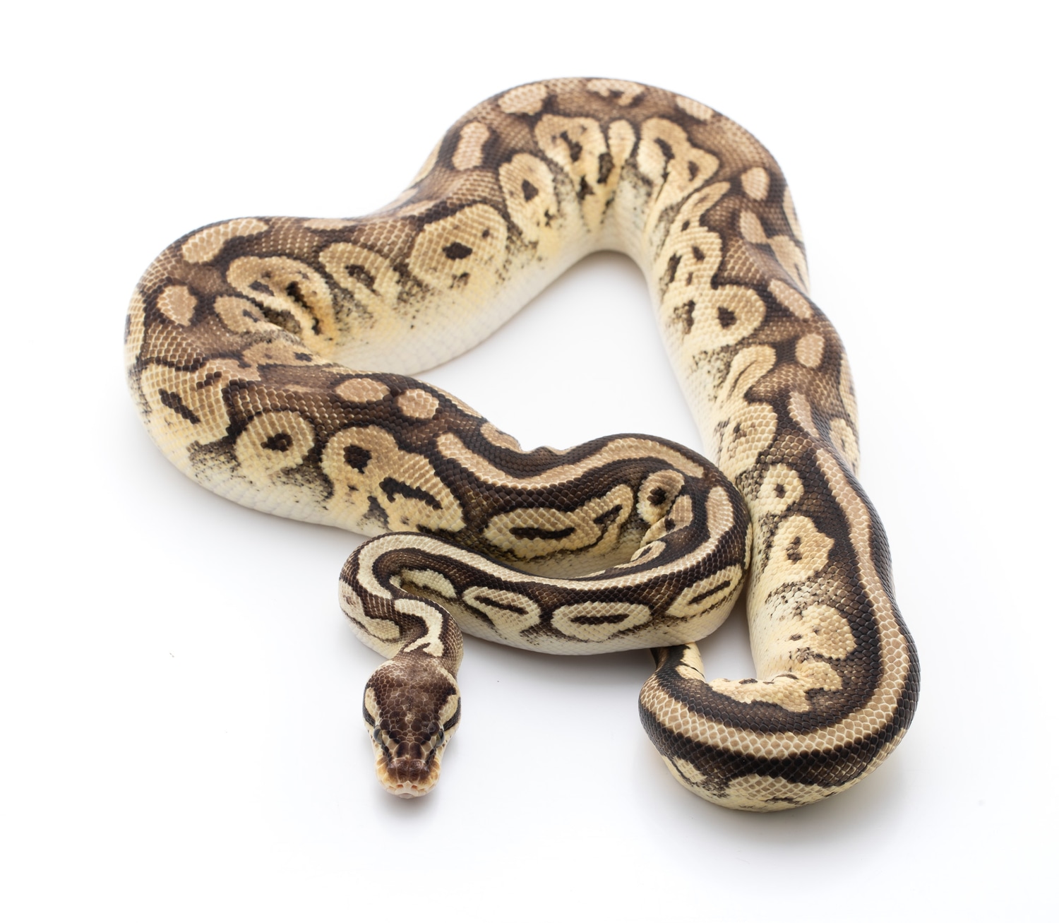 Bongo Super Pastel Ball Python by Custom Scales MorphMarket
