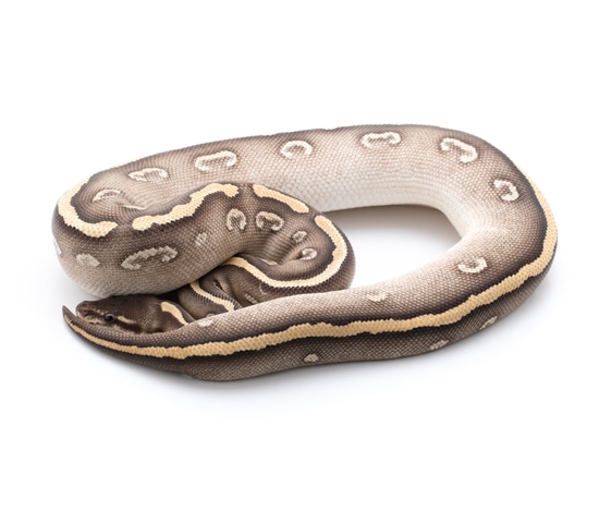 Super Phantom Ball Python by Custom Scales