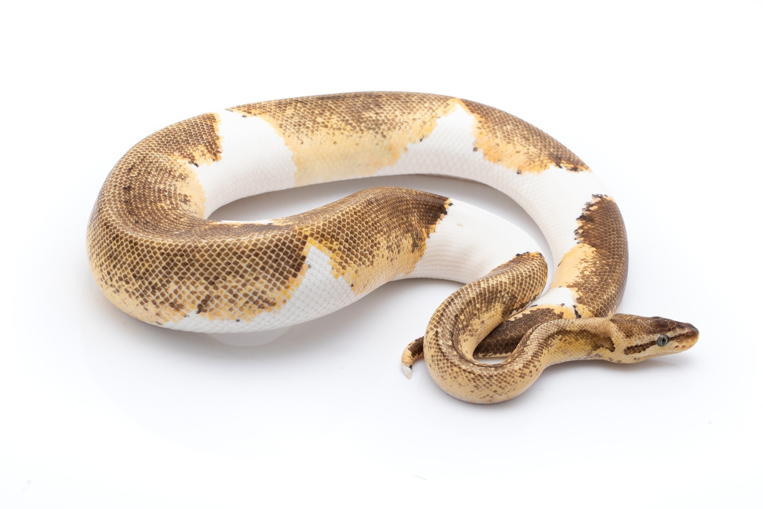 Lemon Blast Leopard Pied Ball Python by Custom Scales - MorphMarket