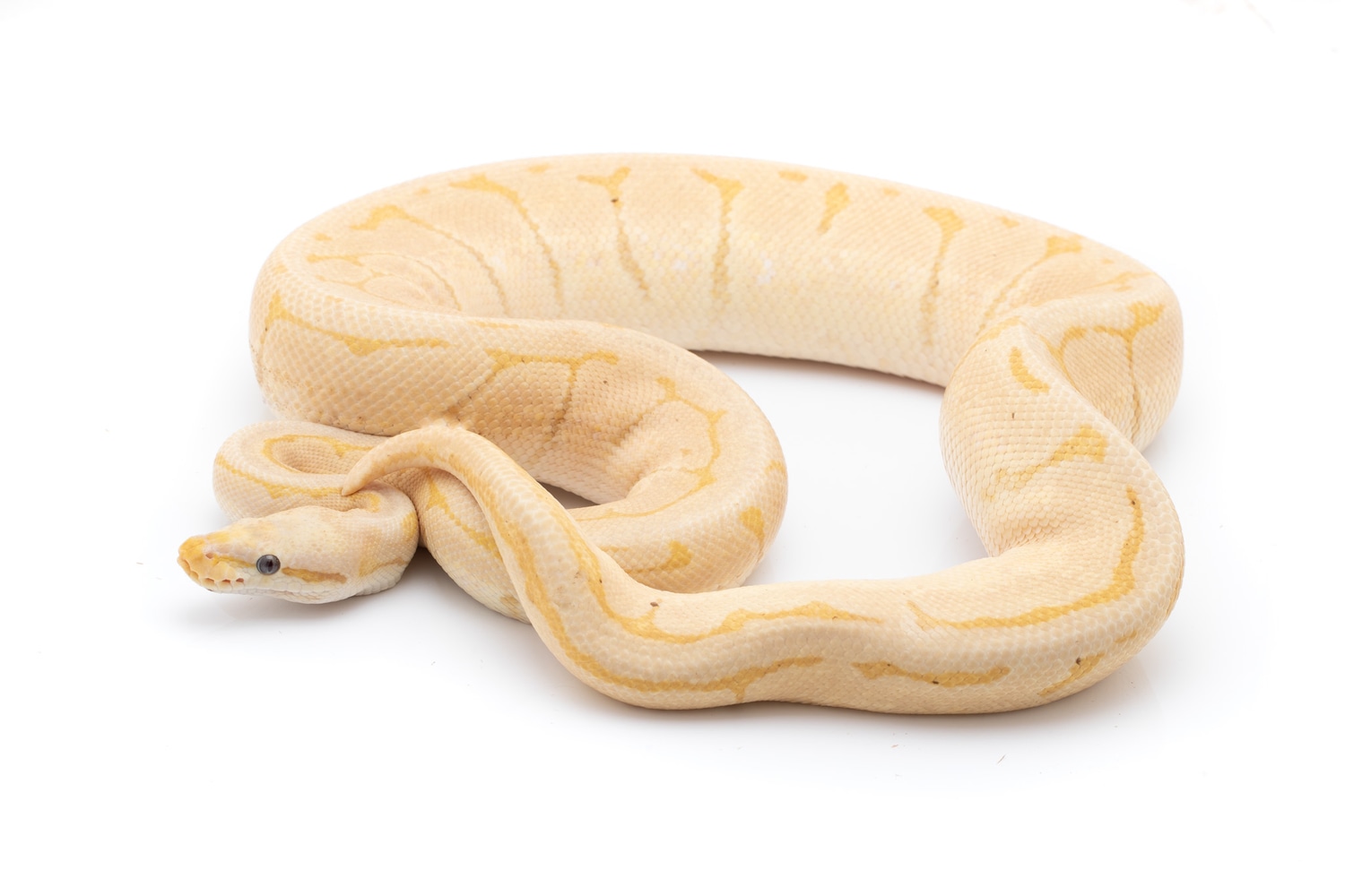 Banana Pinstripe Joppa Ball Python by Custom Scales - MorphMarket