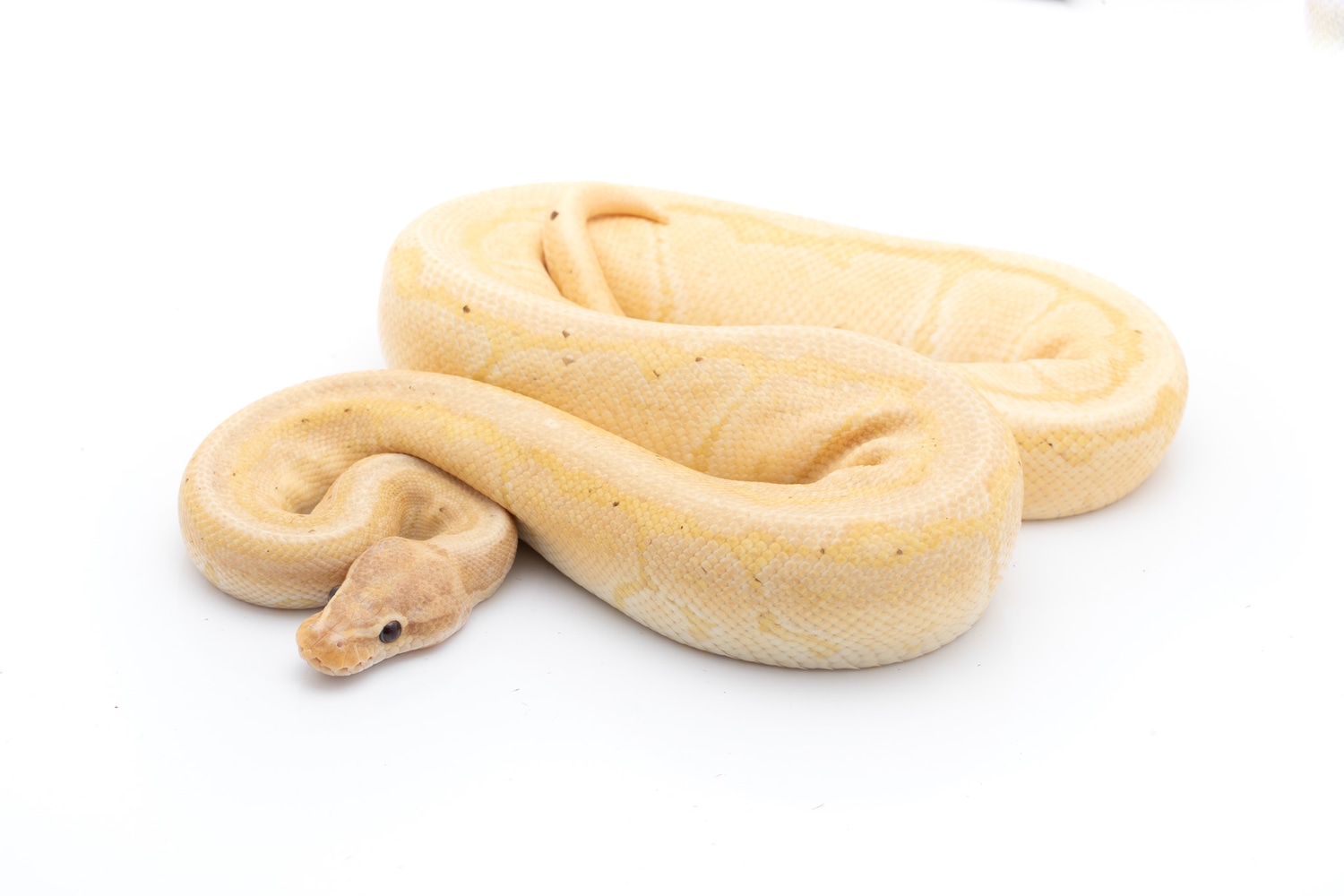 Pinstripe Banana Woma Ball Python by Custom Scales MorphMarket