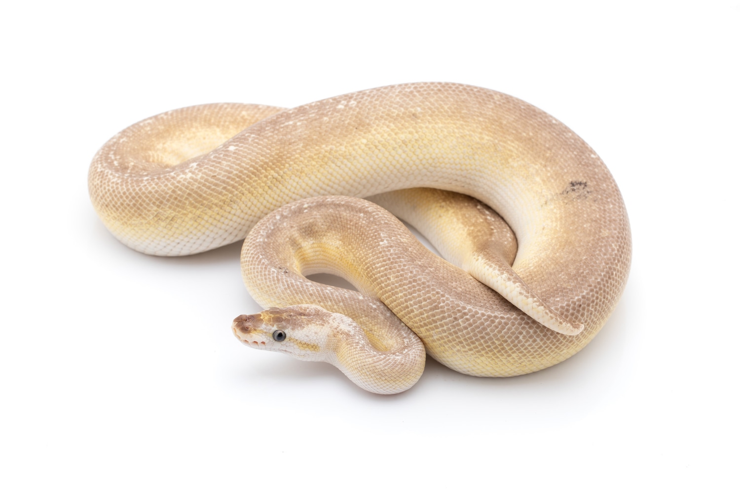 Super Pastel Lesser Cinnamon Possible Cypress Ball Python by Custom ...