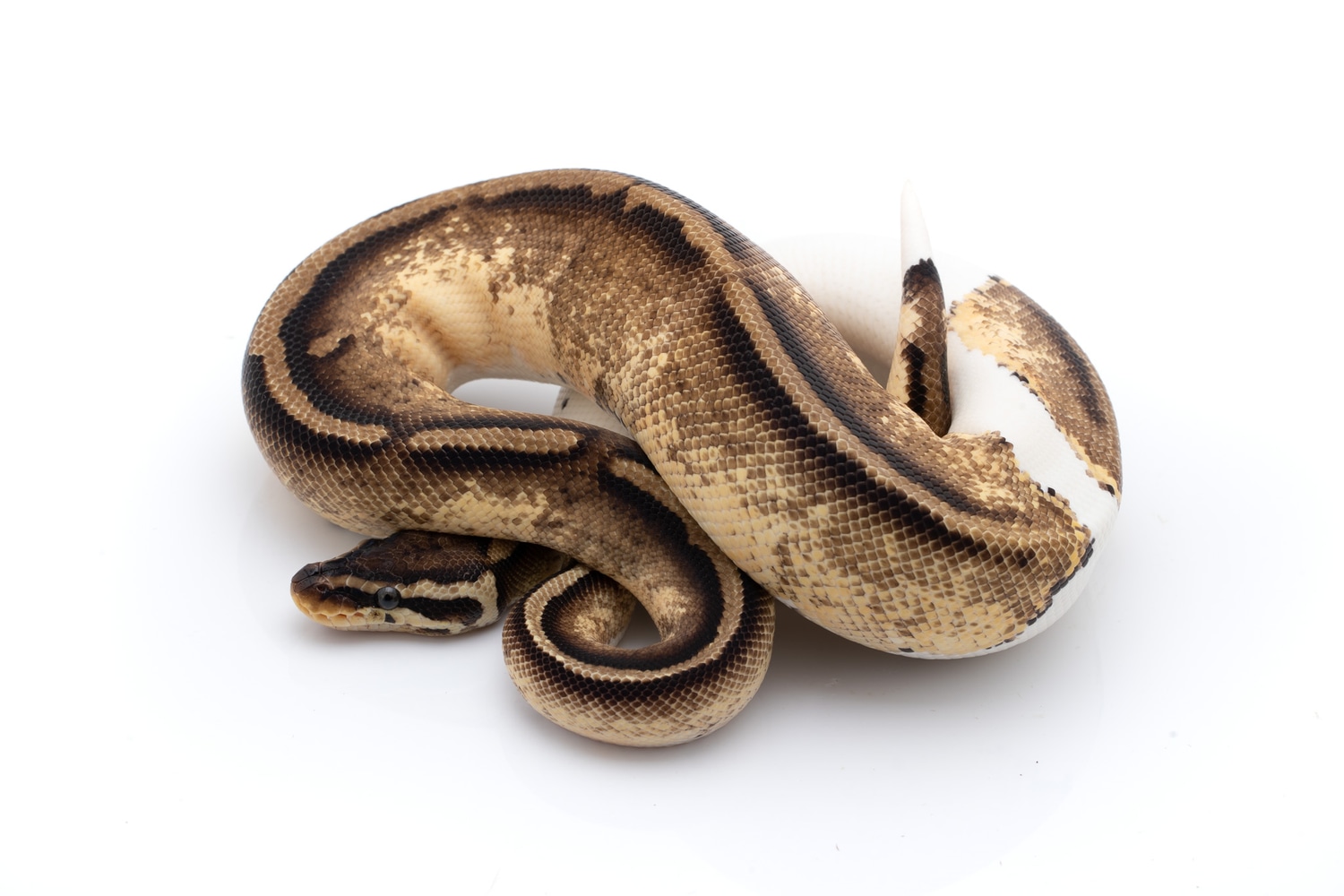 Pastel Pied Ball Python by Custom Scales - MorphMarket