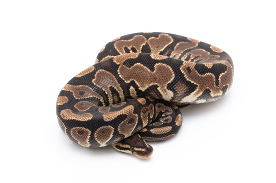 Yellow Belly Het Pied Ball Python by Custom Scales