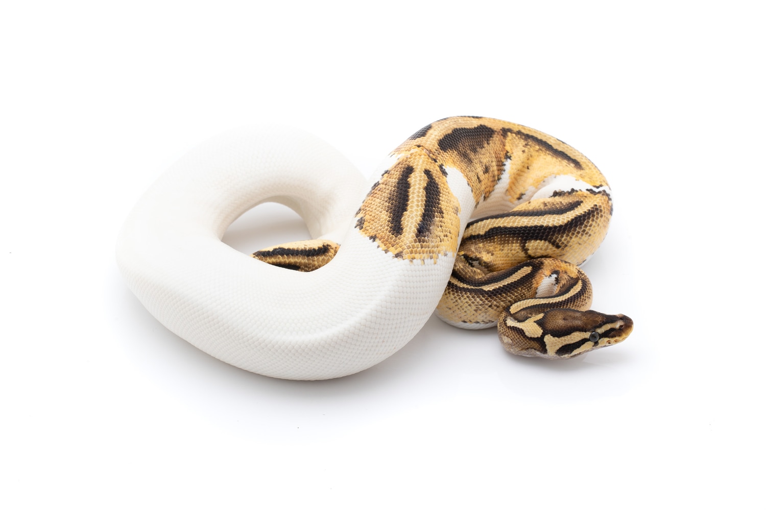 Pastel Pied Ball Python by Custom Scales - MorphMarket