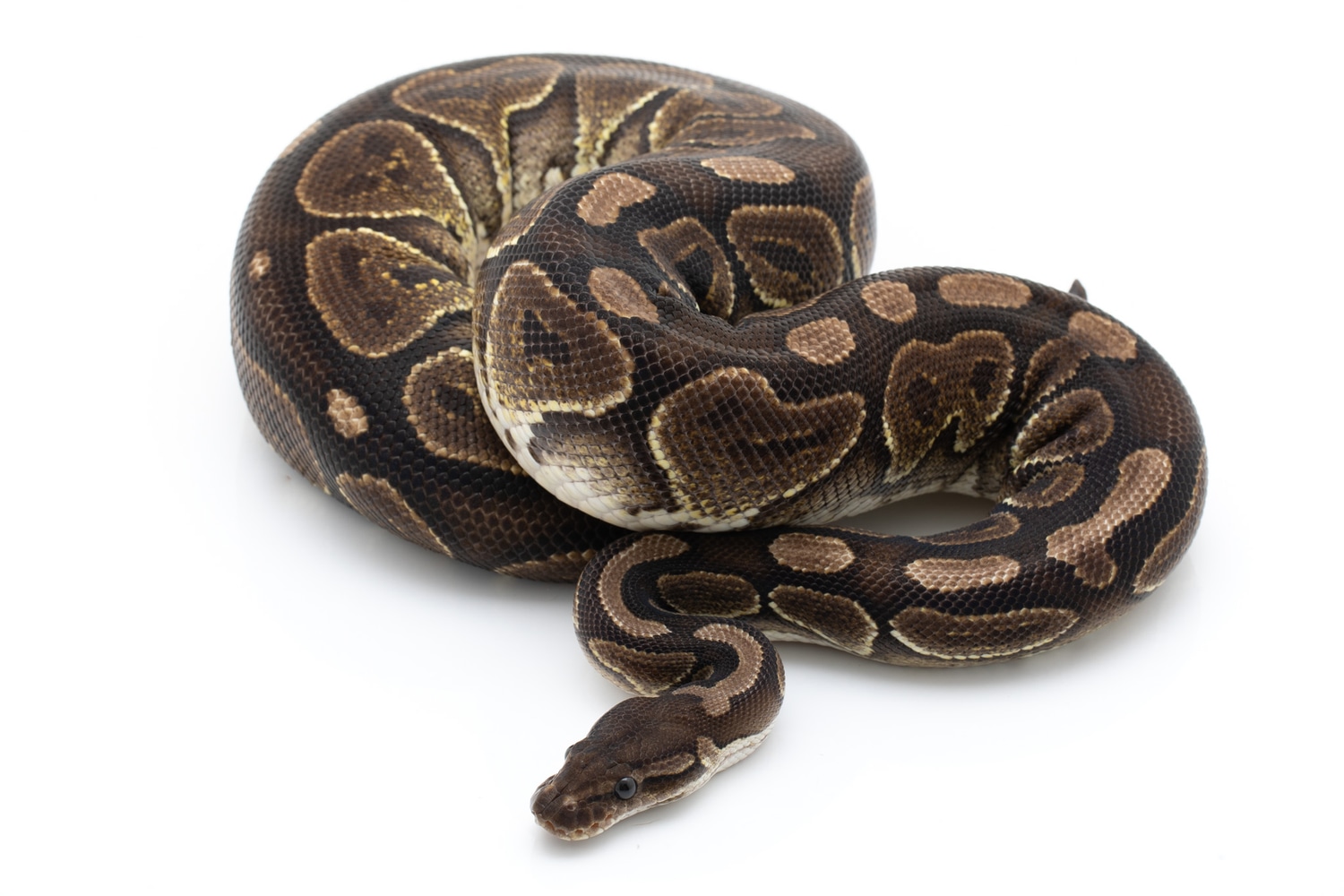 Cinnamon Ball Python by Custom Scales - MorphMarket