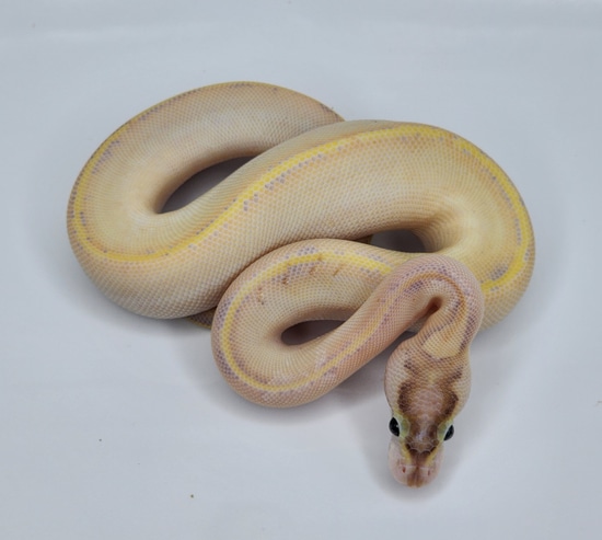 Enchi Ivory Ball Python by Custom Scales