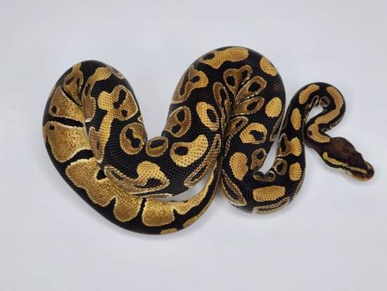 Het Sunset Ball Python by Custom Scales