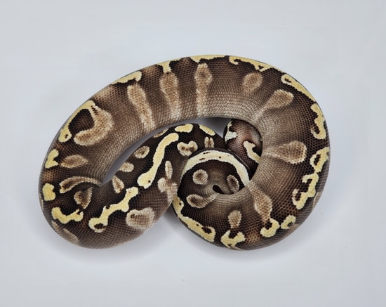 Pastel Mojave GHI Ball Python by Custom Scales