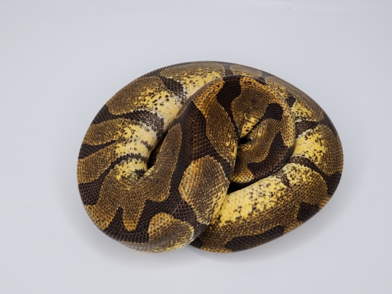 Super Enchi Het Sunset Ball Python by Custom Scales