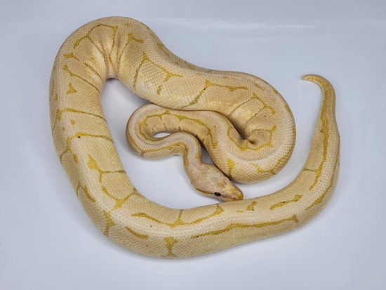 Banana Joppa Pinstripe Ball Python by Custom Scales