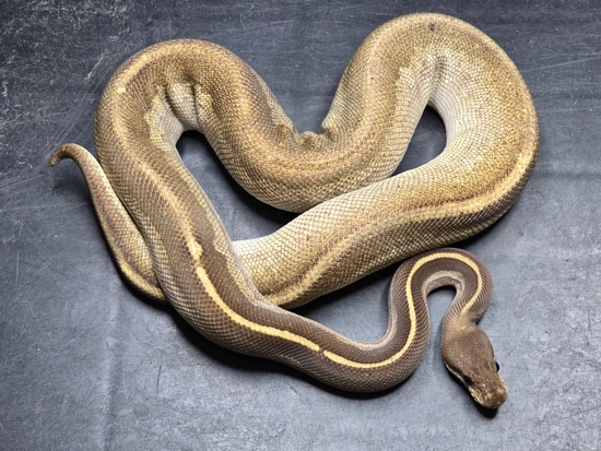 Siren Mojave Poss Spotnose Ball Python by Custom Scales