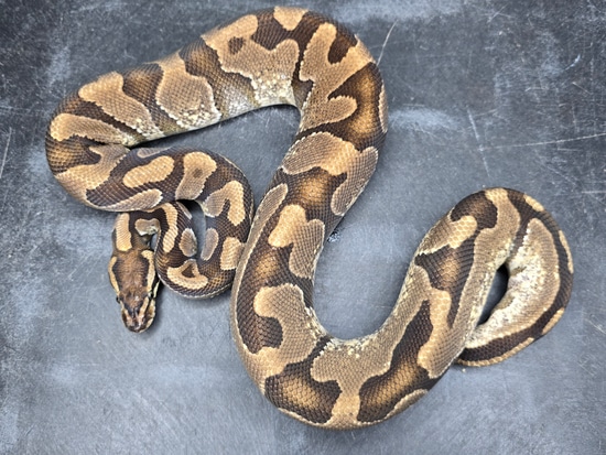 Enchi DH Lavander Pied Ball Python by Custom Scales