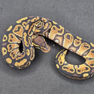 洋書 PYTHON REGIUS Amazon | Ball Pythons: A Complete Guide to Python Regius