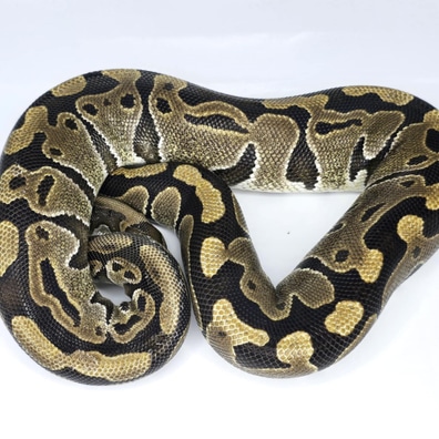 Leopard Het Hypo PH Pied (Ringer) Ball Pythons by Custom