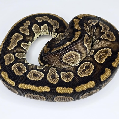 洋書 PYTHON REGIUS GHI Clown Ball Pythons by Rice Reptiles - MorphMarket