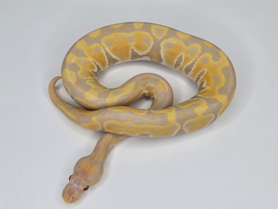 Candino Ball Python by Custom Scales