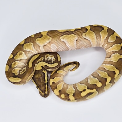 Leopard Het Hypo PH Pied (Ringer) Ball Pythons by Custom