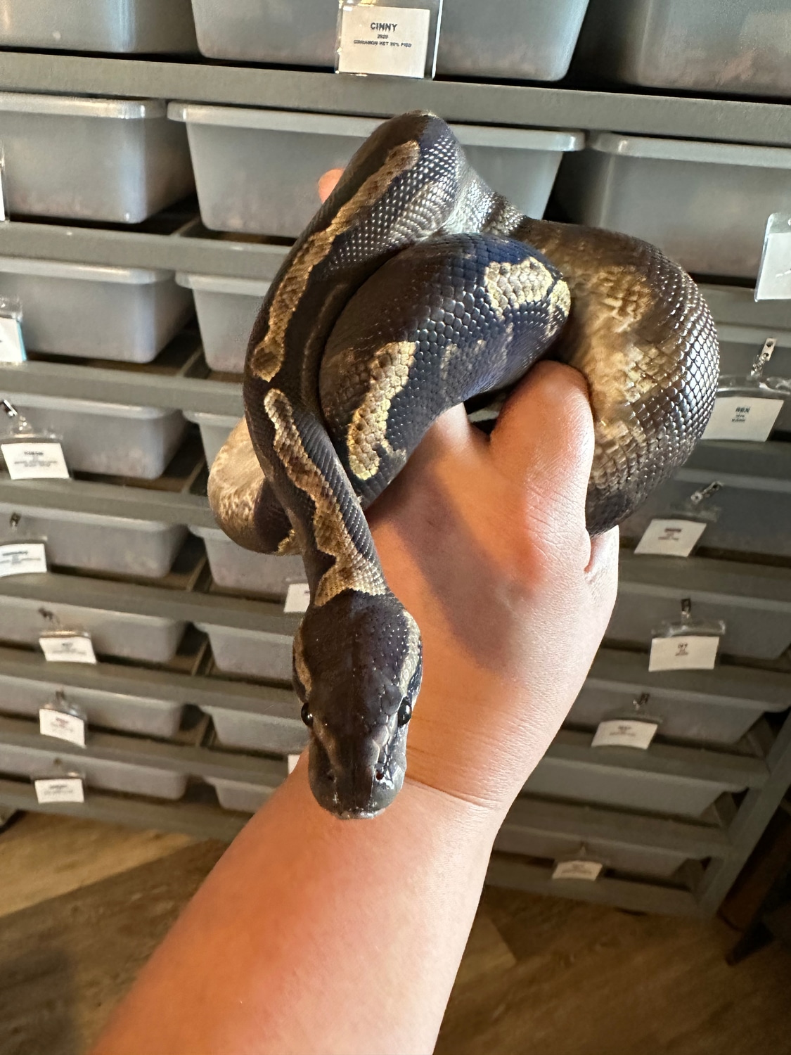 Super GHI Ball Python by Morphing Time Exotics LLC - MorphMarket