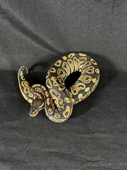 Trick Ball Python By Morphing Time Exotics Llc