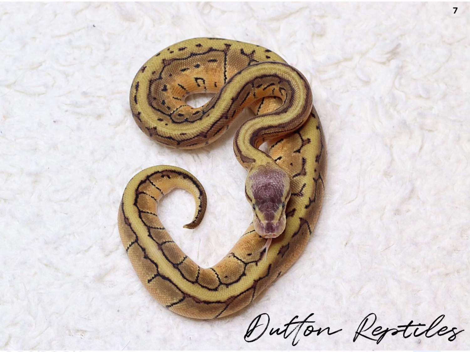 Lemon Blast Ball Python by Dutton Reptiles - MorphMarket