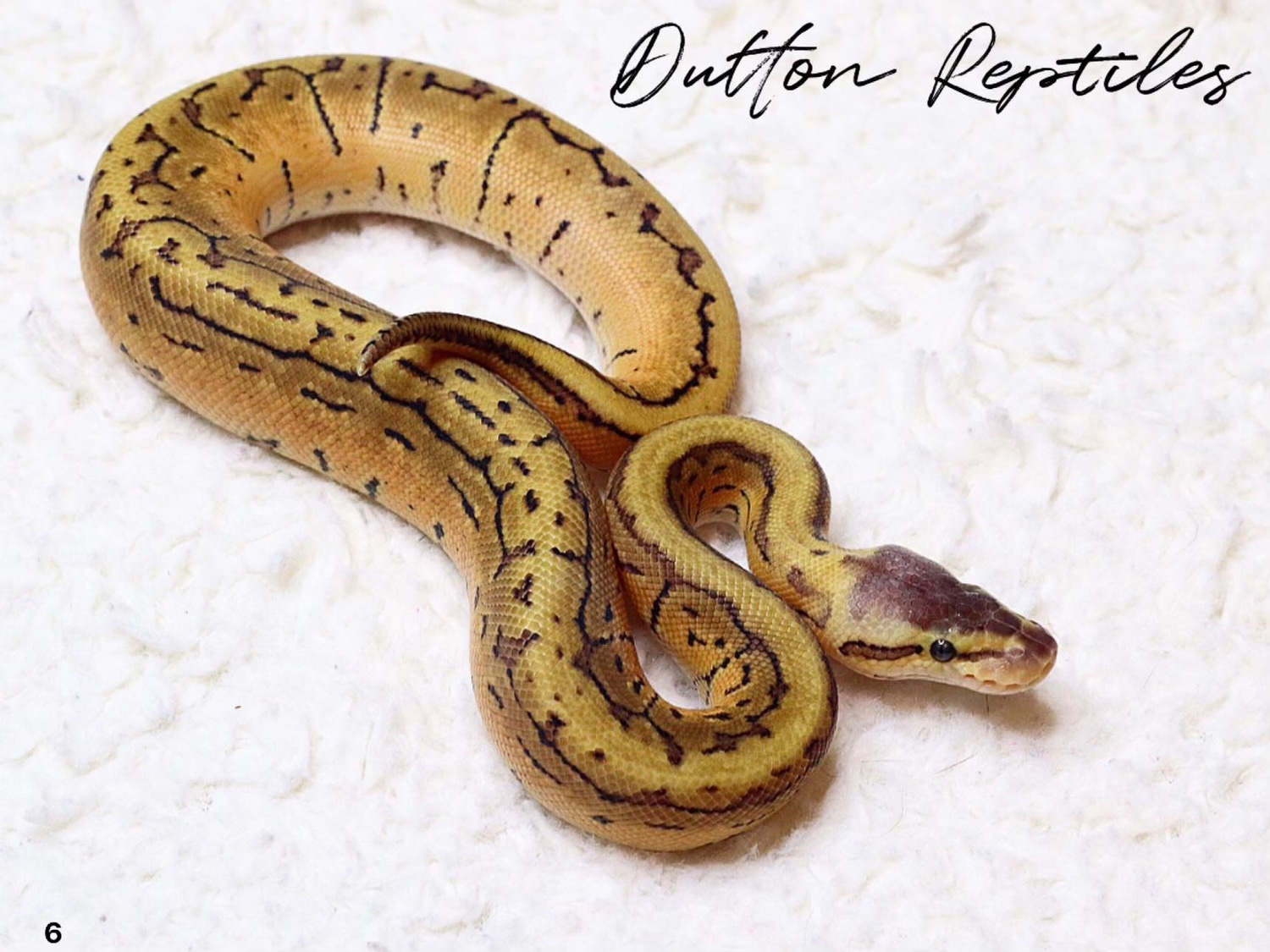 Lemon Blast Ball Python by Dutton Reptiles - MorphMarket