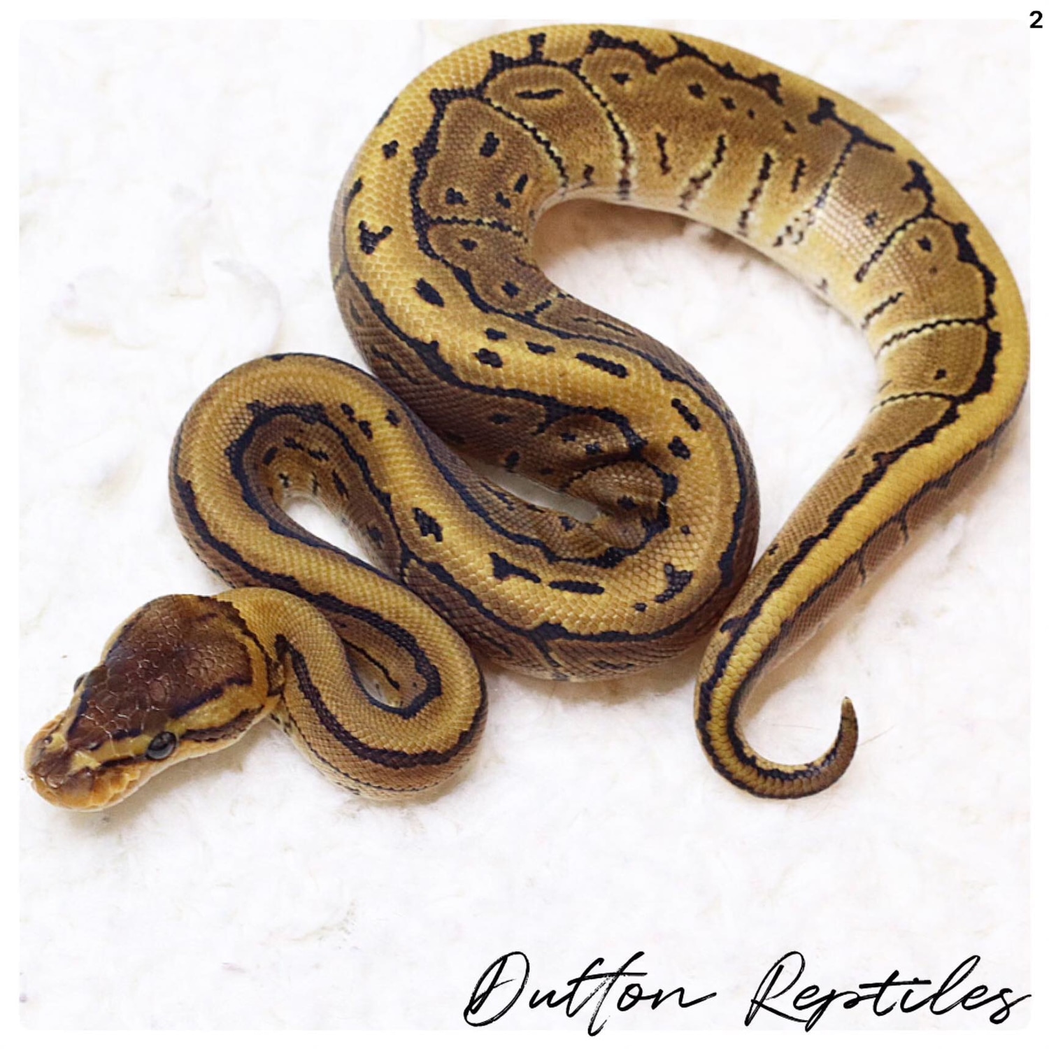 Pinstripe Ball Python by Dutton Reptiles - MorphMarket
