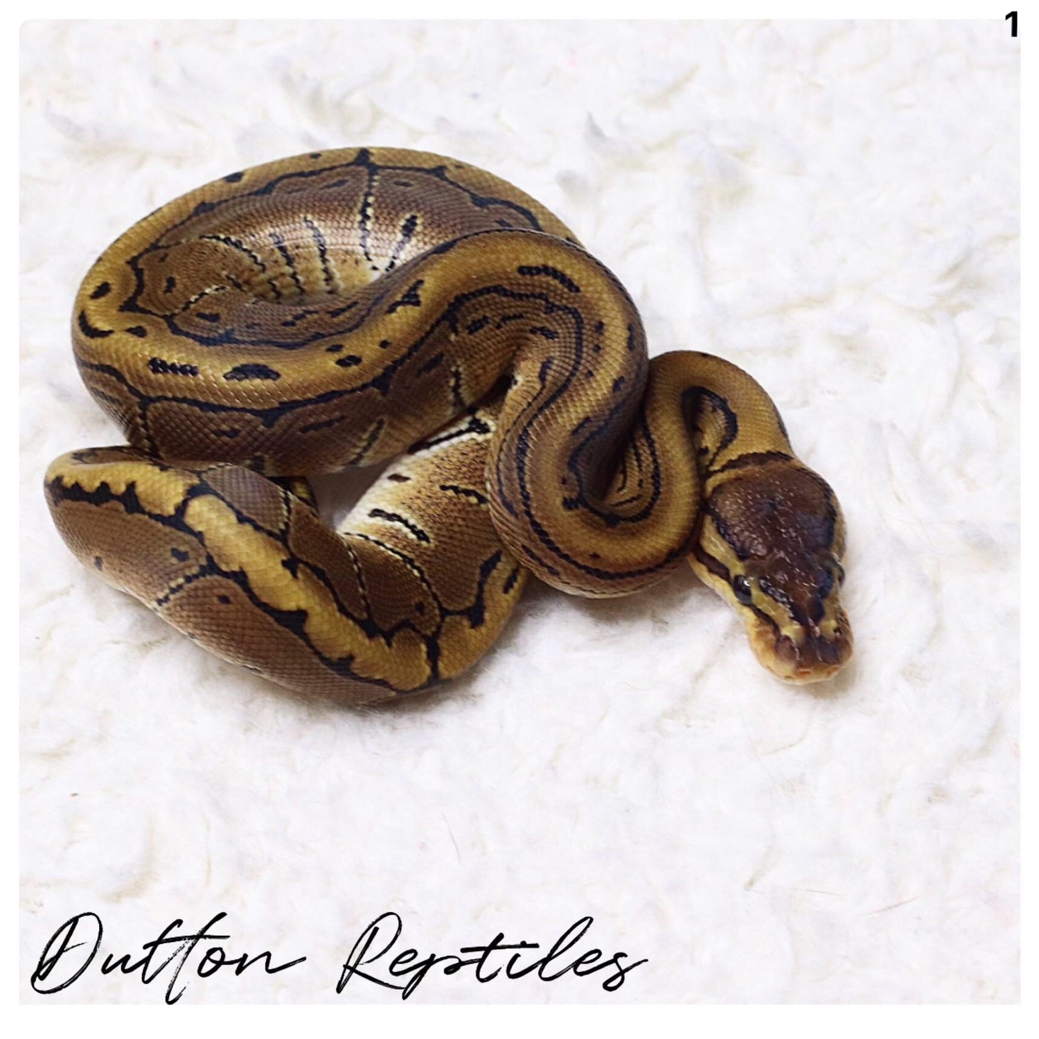 Pinstripe Ball Python by Dutton Reptiles MorphMarket