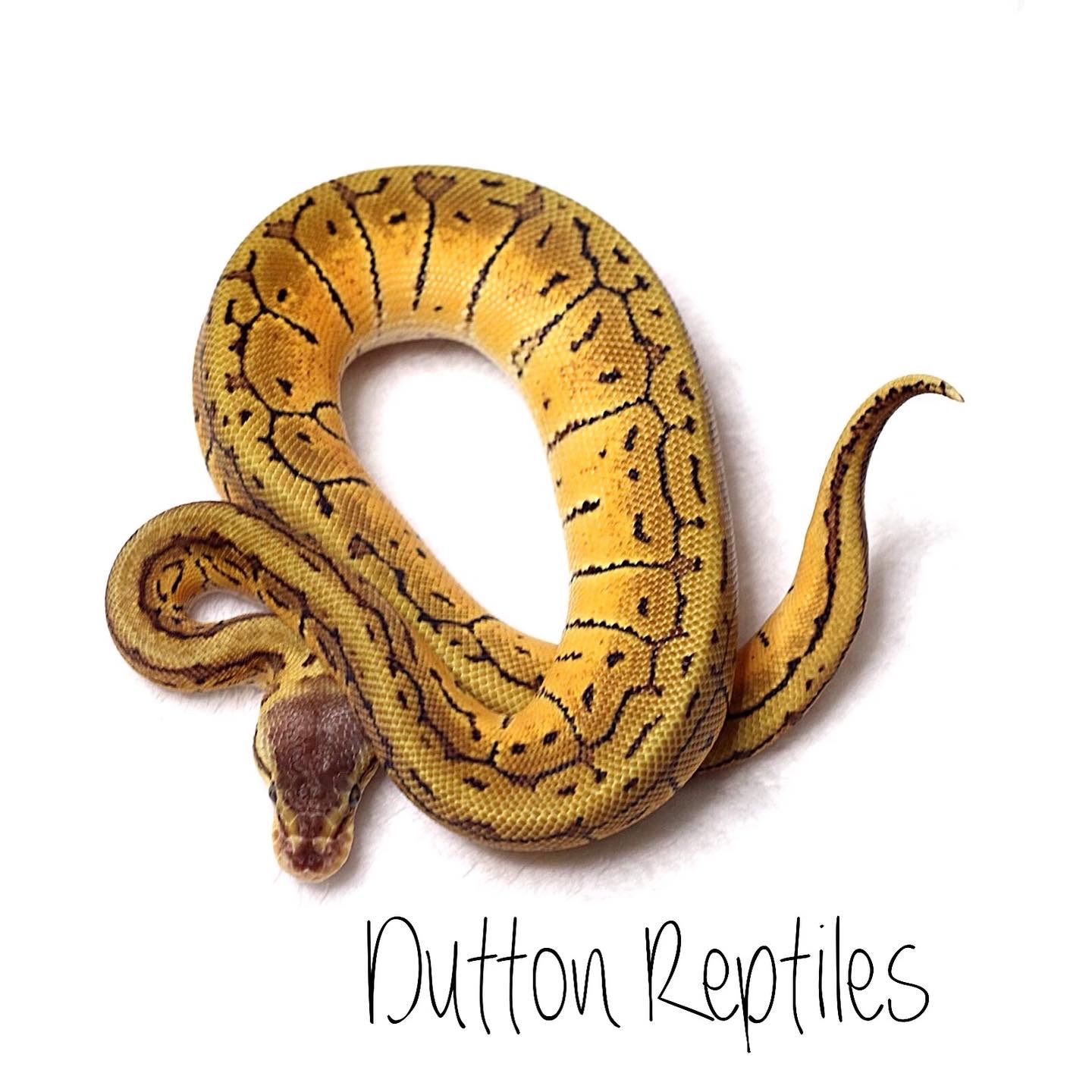 Lemon Blast Boy Ball Python by Dutton Reptiles - MorphMarket