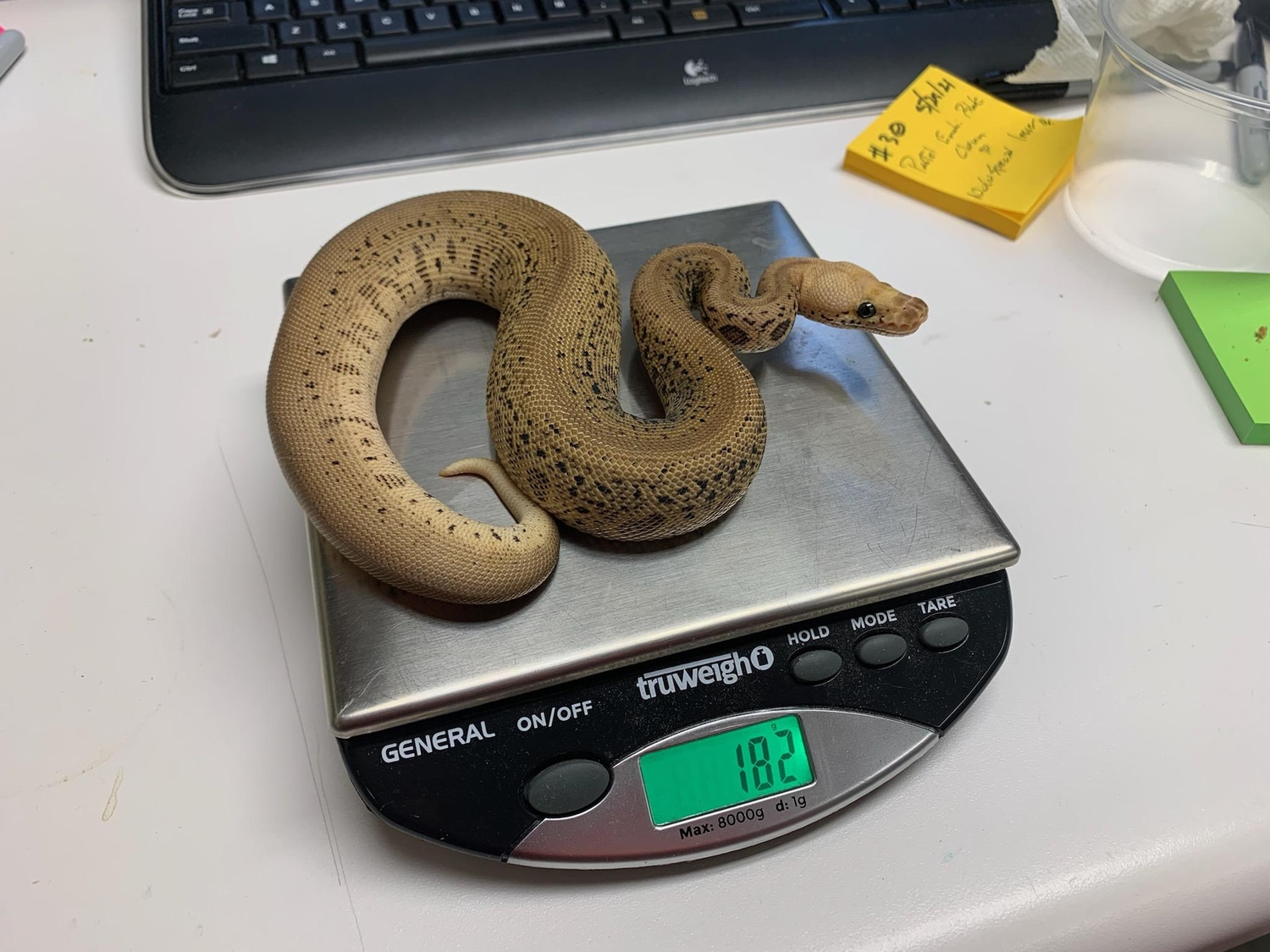 Pastel Confusion Batman Clown Ball Python by Morph Magic Ball Pythons ...