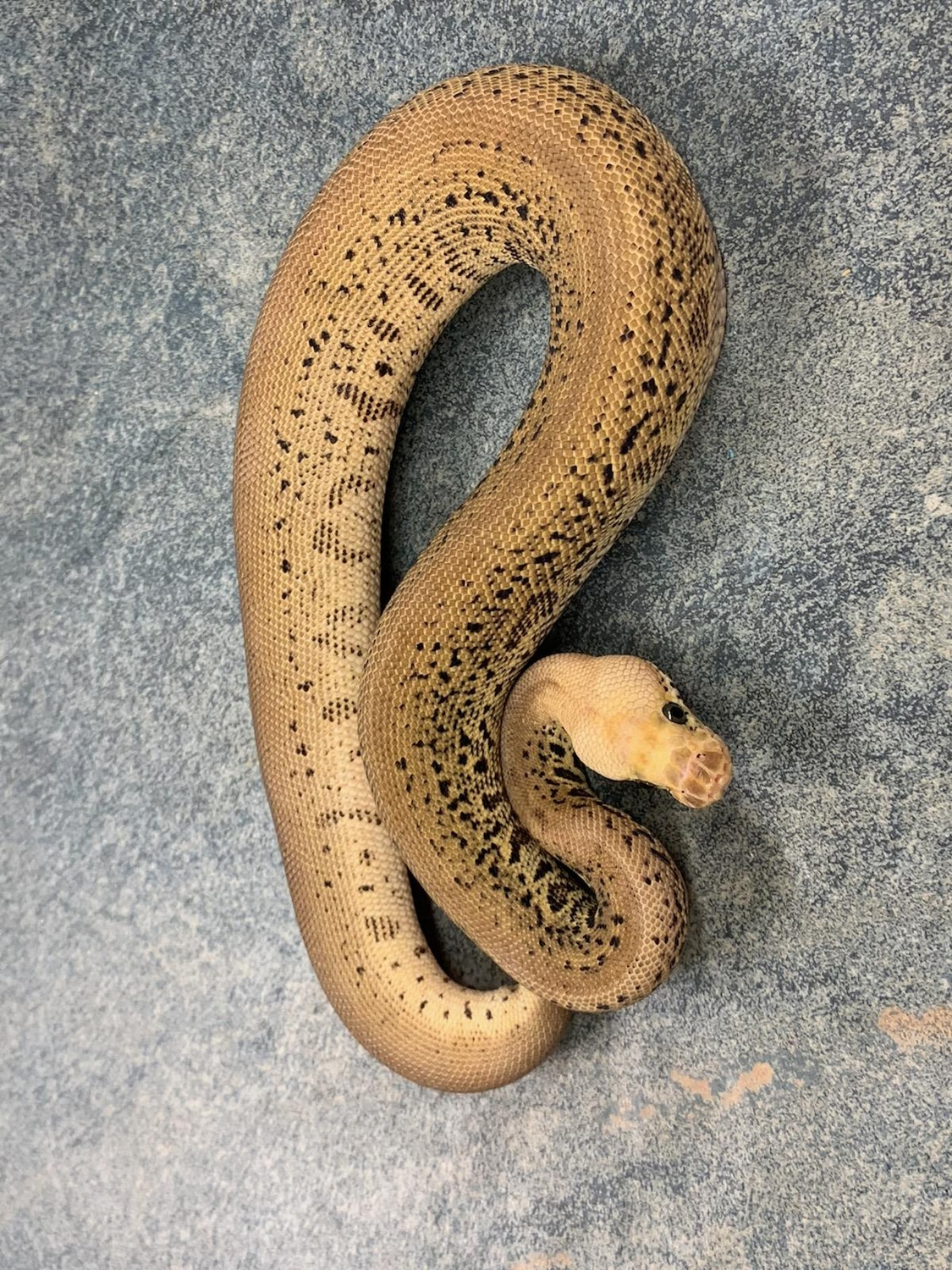 Pastel Confusion Batman Clown Ball Python by Morph Magic Ball Pythons ...