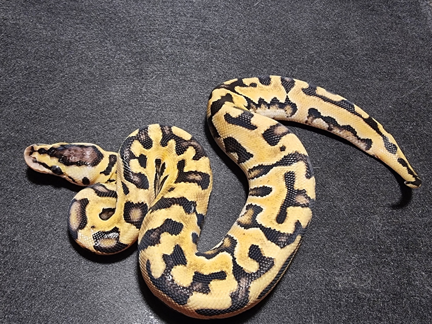 Pastel Puzzle Ball Python by Morph Magic Ball Pythons - MorphMarket